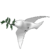 Gif of a dove flying with an olive branch in its beak